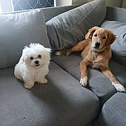 Cotton is registered to the contest to win money with this photo: dogs, puppies, white_dog, golden_dog, fluffy, long_hair, sitting, lying_down, couch, sofa, indoor, home, pets, animals, companion_animals, portrait, looking_at_camera, green_collar, gray_furniture, cute