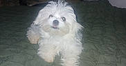 Cotton joined the competition — help win amazing prizes! dog, small_dog, white_dog, fluffy, long_hair, pet, animal, portrait, sitting, bed, bedroom, blanket, bedding, indoors, flash_photography, looking_at_camera, tongue, dark_background, cute, home