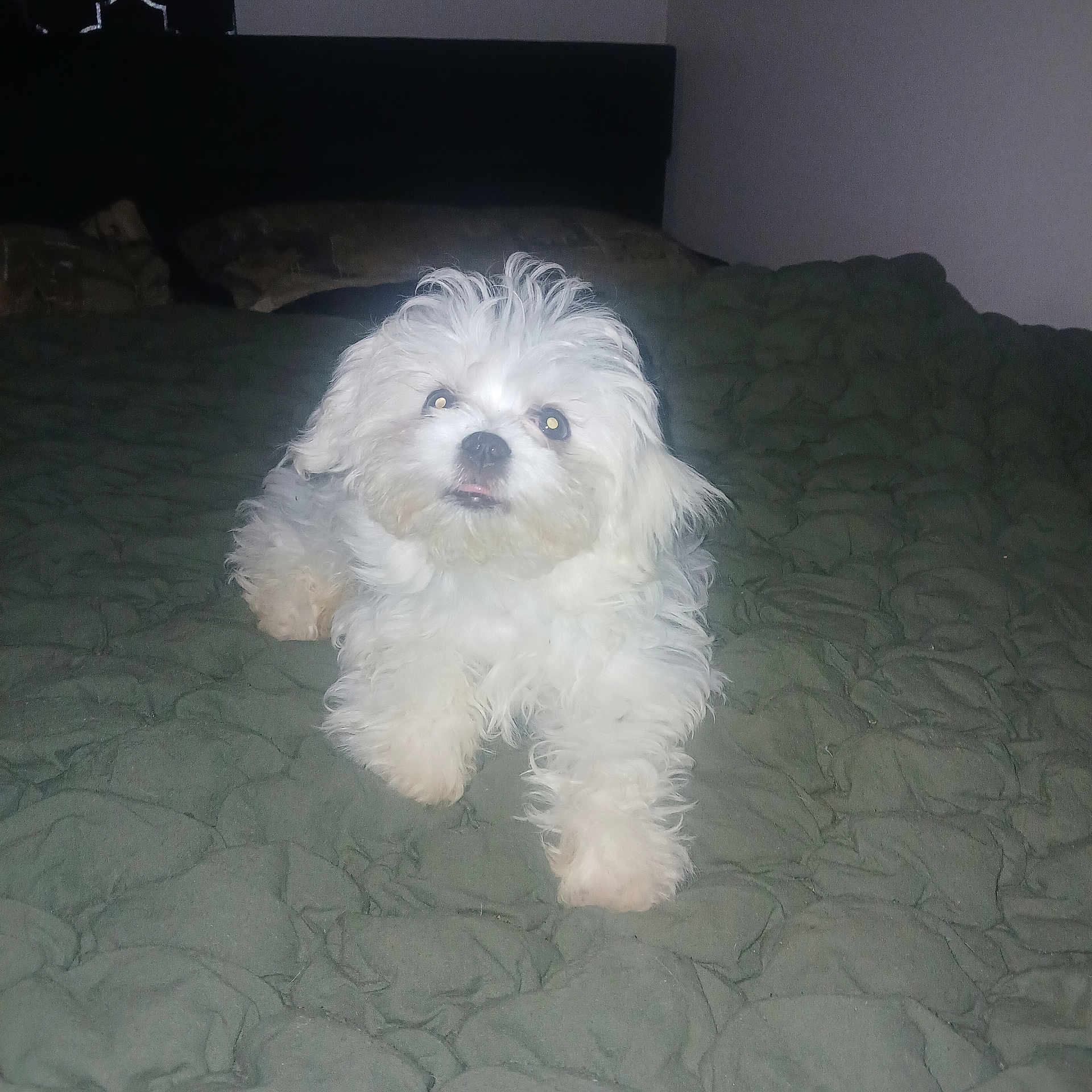 Cotton joined the competition — help win amazing prizes! dog, small_dog, white_dog, fluffy, long_hair, pet, animal, portrait, sitting, bed, bedroom, blanket, bedding, indoors, flash_photography, looking_at_camera, tongue, dark_background, cute, home