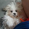 Cotton is registered to the contest to win money with this photo: dog, puppy, white_fur, fluffy, small_dog, long_hair, pet, animal, cute, adorable, sitting, lying_down, face, eyes, nose, teeth, couch, indoor, orange_toy, blue_blanket
