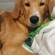 Shadow joined the competition — help win amazing prizes! animal, black_nose, blanket, brown_fur, calm, close_up, couch, dark_eyes, dog, fluffy, golden_fur, golden_retriever, home, indoors, long_ears, lying_down, paw, pet, portrait, relaxed