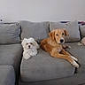 Shadow is registered to the contest to win money with this photo: canine, companions, couch, cushions, dogs, fluffy, fur, golden_dog, home, indoor, large_dog, living_room, lying_down, pets, portrait, relaxed, sitting, small_dog, sofa, white_dog