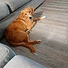 Shadow joined the competition — help win amazing prizes! adorable, animal, black_nose, brown_eyes, casual_photo, dog, floppy_ears, fluffy_tail, golden_fur, golden_retriever, home, indoor, living_room, lying_down, paws, pet, portrait, relaxed, sofa, wood_floor