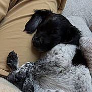 Ace participe au concours pour gagner de l'argent avec cette photo : puppy, dog, sleeping, lap, beige_pants, couch, blanket, cozy, black_and_white, fur, indoor, resting, cute, pet, animal, relaxing, home, soft, curled_up, companion