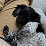 puppy, dog, sleeping, lap, beige_pants, couch, blanket, cozy, black_and_white, fur, indoor, resting, cute, pet, animal, relaxing, home, soft, curled_up, companion