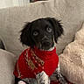 Ace a rejoint le concours — aidez-le/la à gagner de superbes lots ! puppy, dog, red_sweater, blanket, couch, indoor, pet, black_and_white, cute, young_dog, fur, sitting, looking_up, cozy, domestic_animal, furniture, warm, holiday_theme, living_room, curious