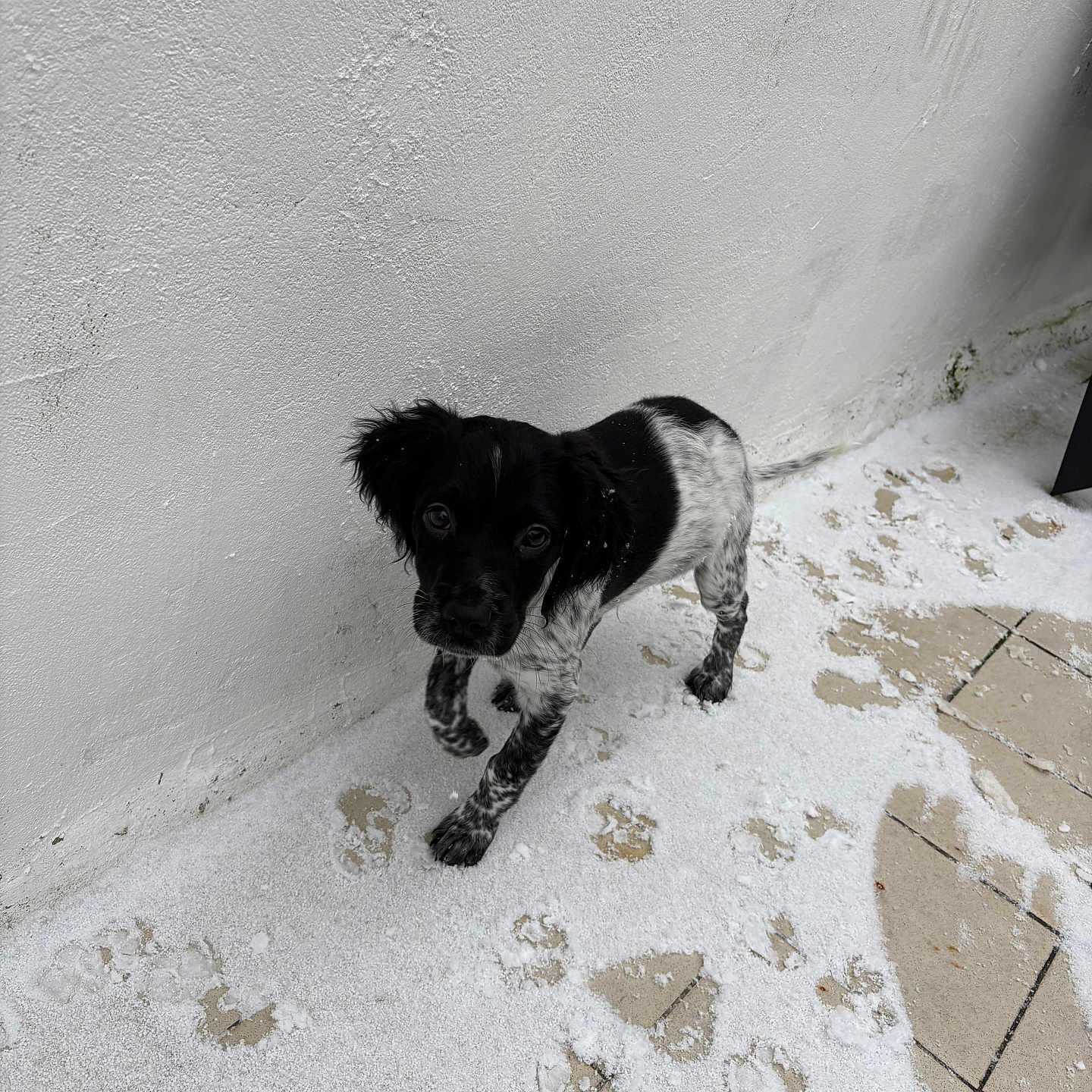 Ace participe au concours pour gagner de l'argent avec cette photo : puppy, dog, black_and_white, snow, paw_prints, outdoor, wall, curious, frost, young_dog, speckled_legs, small_dog, animal, pet, canine, walking, ground, texture, exploring, winter