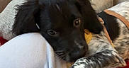 Ace participe au concours pour gagner de l'argent avec cette photo : puppy, dog, paw, hand, couch, cushion, blanket, indoor, pet, playing, black, white, fur, resting, person, furniture, closeup, cozy, interaction, leash