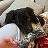 puppy, dog, paw, hand, couch, cushion, blanket, indoor, pet, playing, black, white, fur, resting, person, furniture, closeup, cozy, interaction, leash