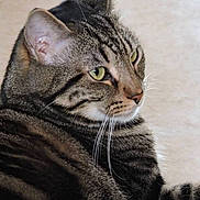 Tigrou a rejoint le concours — aidez-le/la à gagner de superbes lots ! cat, tabby, feline, pet, animal, green_eyes, whiskers, striped_fur, profile, close_up, portrait, indoor, lounging, lying_down, relaxed, alert, soft_lighting, gray_fur, black_stripes, photography