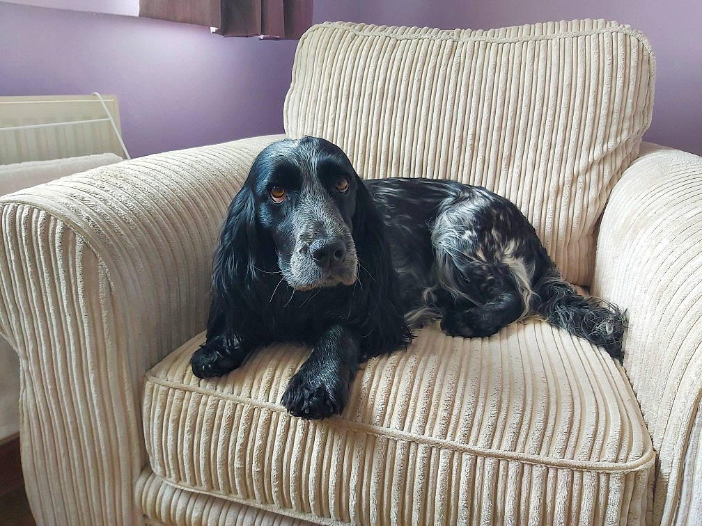 Mabel joined the competition — help win amazing prizes! canidae, carnivore, comfort, companion_dog, couch, dog, dog_breed, fur, grey, gun_dog, liver, living_room, pet_supply, room, sitting, snout, spaniel, sporting_group, terrestrial_animal, working_animal