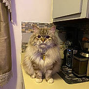 Shiro is registered to the contest to win money with this photo: cat, fluffy, kitchen, countertop, curious, pet, indoor, domestic, feline, coffee_maker, appliance, curtain, tile_backplash, collar, bell, sitting, cute, fur, whiskers, eyes