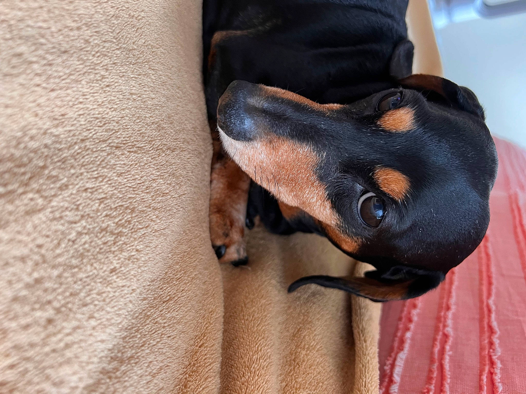 Bella Boo joined the competition — help win amazing prizes! canidae, carnivore, comfort, companion_dog, dog, dog_breed, ear, elbow, gesture, guard_dog, liver, nail, paw, sporting_group, working_animal, working_dog, wrist