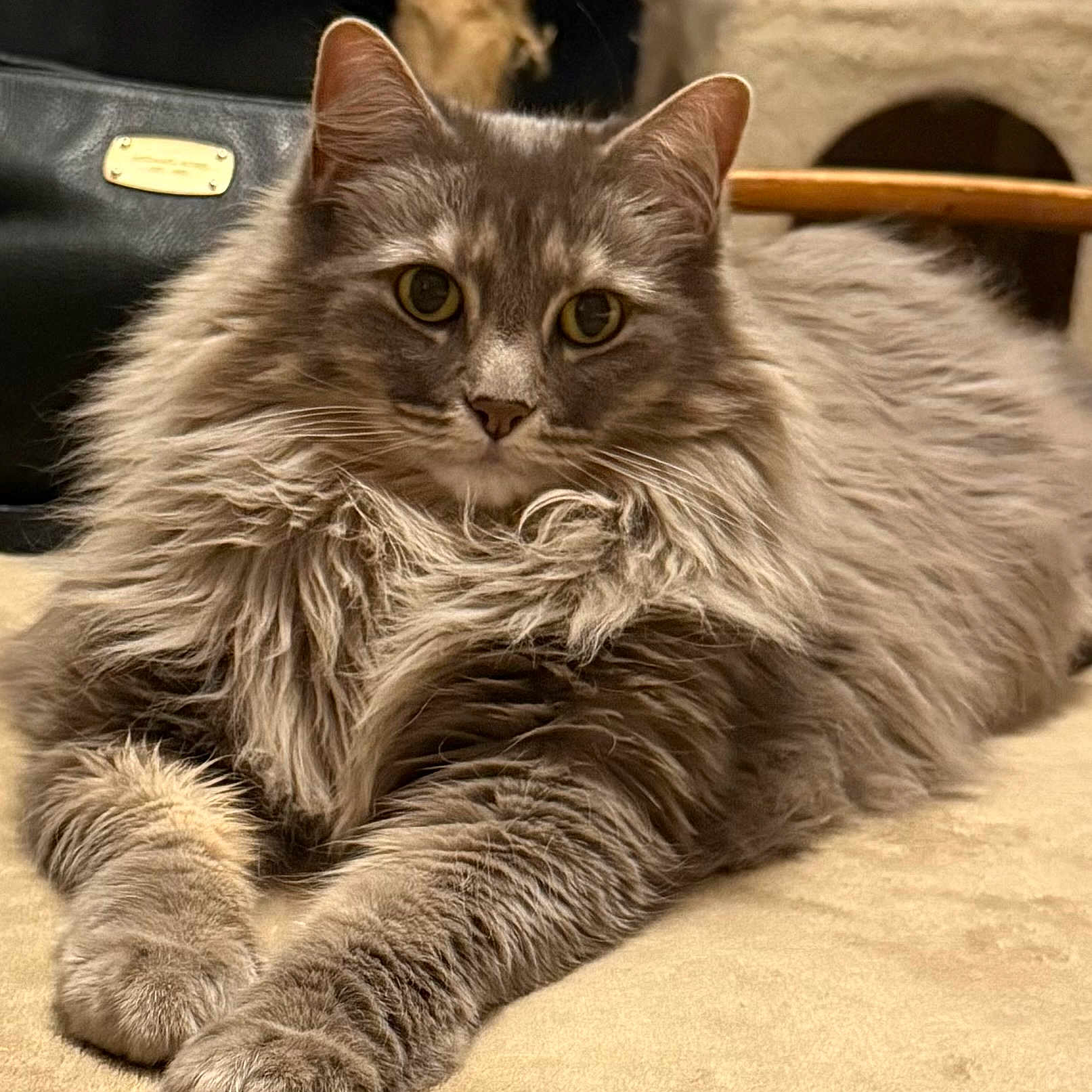 Whiskey Biscuits is registered to the contest to win money with this photo: abyssinian, accessories, angora, animal, bag, brasssection, cat, couch, egyptiancat, furniture, gray, handbag, horn, indoors, kitten, manx, musicalinstrument, pet, snout, wood