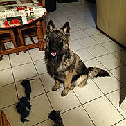 Apache a rejoint le concours — aidez-le/la à gagner de superbes lots ! dog, indoor, tile_floor, rope_toys, wooden_chairs, table, tablecloth, fireplace, couch, pet, animal, sitting, fur, ears, tail, smiling, home, cozy, kitchen, light