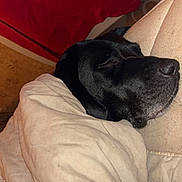 Oly a rejoint le concours — aidez-le/la à gagner de superbes lots ! animal, bed, black_dog, blanket, canine, close_up, comfort, couch, cozy, dog, domestic, fur, indoor, peaceful, pet, relaxation, resting, sleeping, snuggle, warm