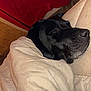 animal, bed, black_dog, blanket, canine, close_up, comfort, couch, cozy, dog, domestic, fur, indoor, peaceful, pet, relaxation, resting, sleeping, snuggle, warm