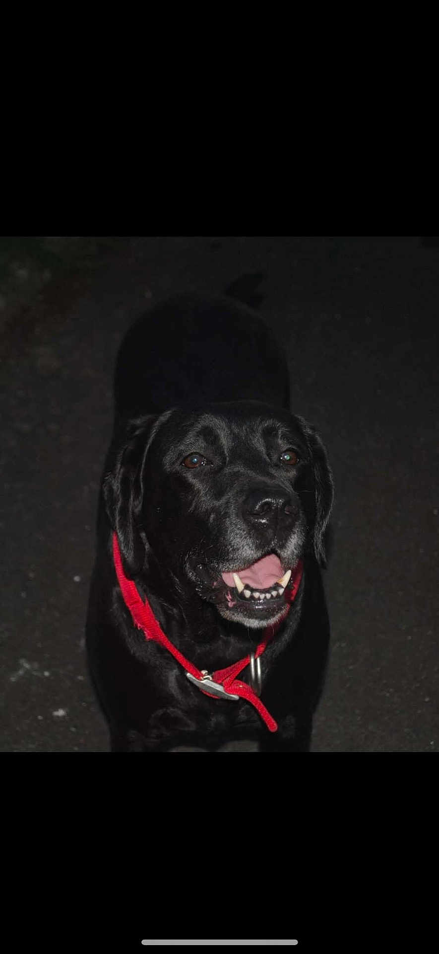 Oly participe au concours pour gagner de l'argent avec cette photo : dog, black_dog, pet, animal, canine, collar, red_collar, smiling, outdoor, night, dark_background, friendly, happy, tongue, teeth, mammal, portrait, close_up, face, fur