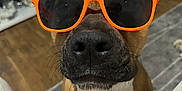 Tayra participe au concours pour gagner de l'argent avec cette photo : dog, sunglasses, orange, pet, indoors, living_room, brown_dog, close_up, cute, animal, canine, funny, portrait, floor, furniture, nose, whiskers, black_nose, white_chest, sitting