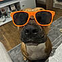 dog, sunglasses, orange, pet, indoors, living_room, brown_dog, close_up, cute, animal, canine, funny, portrait, floor, furniture, nose, whiskers, black_nose, white_chest, sitting
