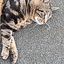 Mouquette a rejoint le concours — aidez-le/la à gagner de superbes lots ! cat, tabby_cat, animal, pet, feline, whiskers, fur, asphalt, outdoor, resting, lying_down, side_view, close_up, striped_fur, paws, ears, street, gray_background, calm, relaxed