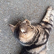 Mouquette participe au concours pour gagner de l'argent avec cette photo : cat, tabby, animal, pet, fur, whiskers, outdoor, pavement, texture, striped, relaxed, lying_down, mammal, street, close_up, nature, domestic_animal, side_view, resting, daylight
