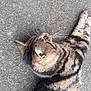 animal, cat, close_up, daylight, domestic_animal, fur, lying_down, mammal, nature, outdoor, pavement, pet, relaxed, resting, side_view, street, striped, tabby, texture, whiskers