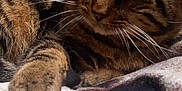 Mouquette participe au concours pour gagner de l'argent avec cette photo : cat, tabby, sleeping, paw, whiskers, close_up, striped, feline, cozy, blanket, resting, indoor, pet, fur, relaxed, cute, animal, mammal, domestic, companion