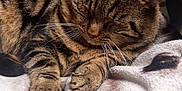 Mouquette a rejoint le concours — aidez-le/la à gagner de superbes lots ! animal, blanket, cat, closeup, comfort, cozy, cute, domestic_cat, feline, fur, indoor, paws, pet, relaxed, resting, sleeping, soft, striped, tabby, whiskers