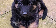 Xena joined the competition — help win amazing prizes! puppy, german_shepherd, dog, animal, pet, fluffy, cute, outdoor, stone_patio, moss, fur, young, lying_down, looking_up, ears, paws, tail, adorable, canine, nature