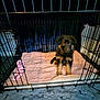 puppy, dog, german_shepherd, crate, cage, pet, blanket, toy, rope_toy, indoor, floor, mat, fur, cute, young, animal, pet_bed, soft, black, brown