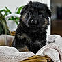 puppy, german_shepherd, dog, basket, blanket, indoor, fur, cute, pet, animal, young, black_fur, brown_fur, soft, portrait, looking, sitting, cozy, houseplant, blurred_background