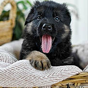 Xena joined the competition — help win amazing prizes! puppy, german_shepherd, dog, tongue_out, basket, blanket, cozy, cute, fluffy, pet, animal, indoor, closeup, soft_focus, adorable, young, fur, sleepy, resting, home