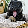 puppy, german_shepherd, dog, tongue_out, basket, blanket, cozy, cute, fluffy, pet, animal, indoor, closeup, soft_focus, adorable, young, fur, sleepy, resting, home