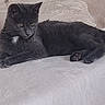 Balloo participe au concours pour gagner de l'argent avec cette photo : cat, gray_cat, animal, pet, feline, lying_down, relaxed, bed, blanket, white_bedding, cushion, indoor, bedroom, houseplant, leaves, portrait, closeup, fur, whiskers, resting