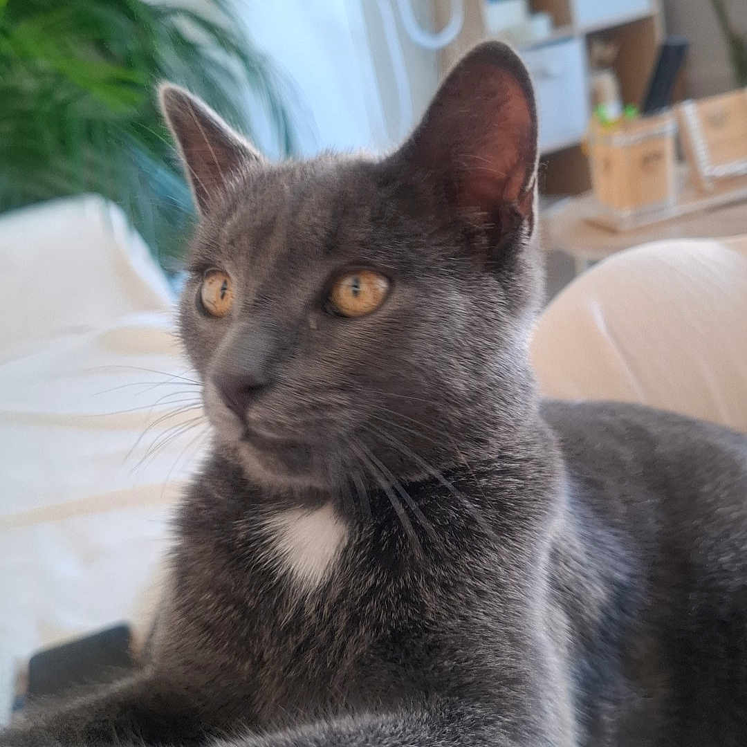 Balloo participe au concours pour gagner de l'argent avec cette photo : cat, gray_cat, kitten, animal, pet, feline, portrait, close_up, lying_down, relaxed, alert, golden_eyes, white_chest_patch, whiskers, ears, fur, indoors, home, couch, houseplant