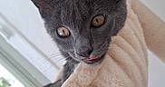Balloo participe au concours pour gagner de l'argent avec cette photo : cat, kitten, gray_cat, blanket, plush, cozy, indoor, portrait, close_up, animal, pet, furry, ears, whiskers, eyes, tongue, sitting, cuddly, cute, home