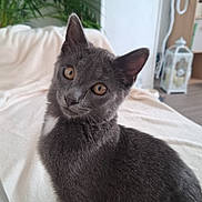 Balloo participe au concours pour gagner de l'argent avec cette photo : cat, kitten, gray_fur, amber_eyes, sitting, indoors, bed, white_bedding, houseplant, home_interior, curious, head_tilt, pointed_ears, whiskers, feline, pet, portrait, soft_lighting, wood_floor, decorative_lantern