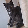 cat, kitten, charcoal_fur, gray_fur, white_chest, amber_eyes, sitting, perched, cat_tree, pet, indoor, home, playful, curious, alert, long_tail, climbing, feline, portrait, cute