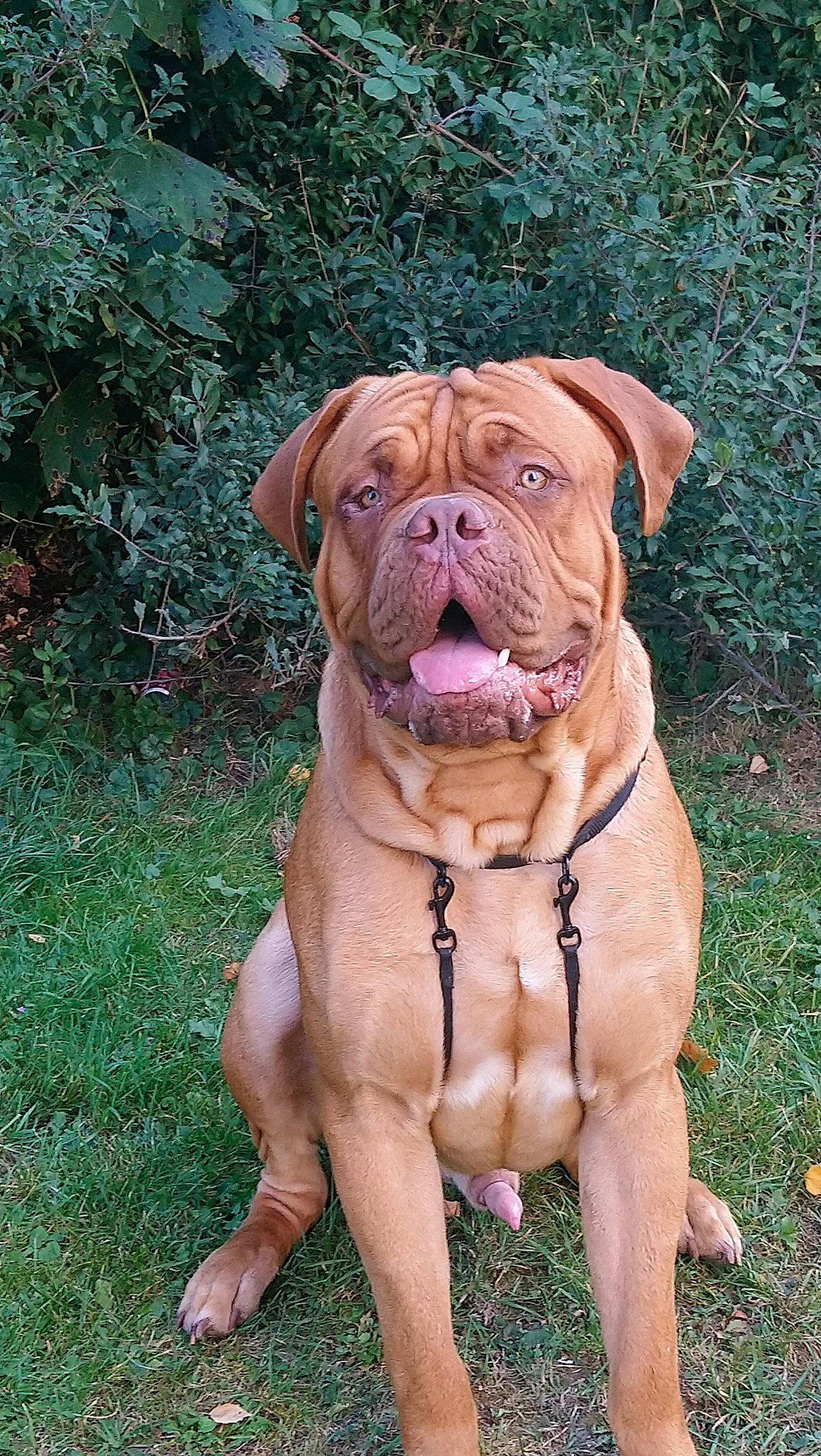 Oslo participe au concours pour gagner de l'argent avec cette photo : ancient_dog_breeds, bulldog, bullmastiff, canidae, carnivore, companion_dog, dog, dog_breed, dogue_de_bordeaux, guard_dog, korean_mastiff, mammal, molosser, non_sporting_group, ori_pei, rare_breed_dog, renascence_bulldogge, sporting_group, vertebrate, working_dog