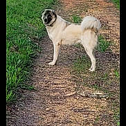 Sam is registered to the contest to win money with this photo: dog, path, grass, trees, outdoor, sunlight, nature, canine, pet, greenery, animal, fur, curious, walking, daytime, leafy, trail, back_view, friendly, scenic