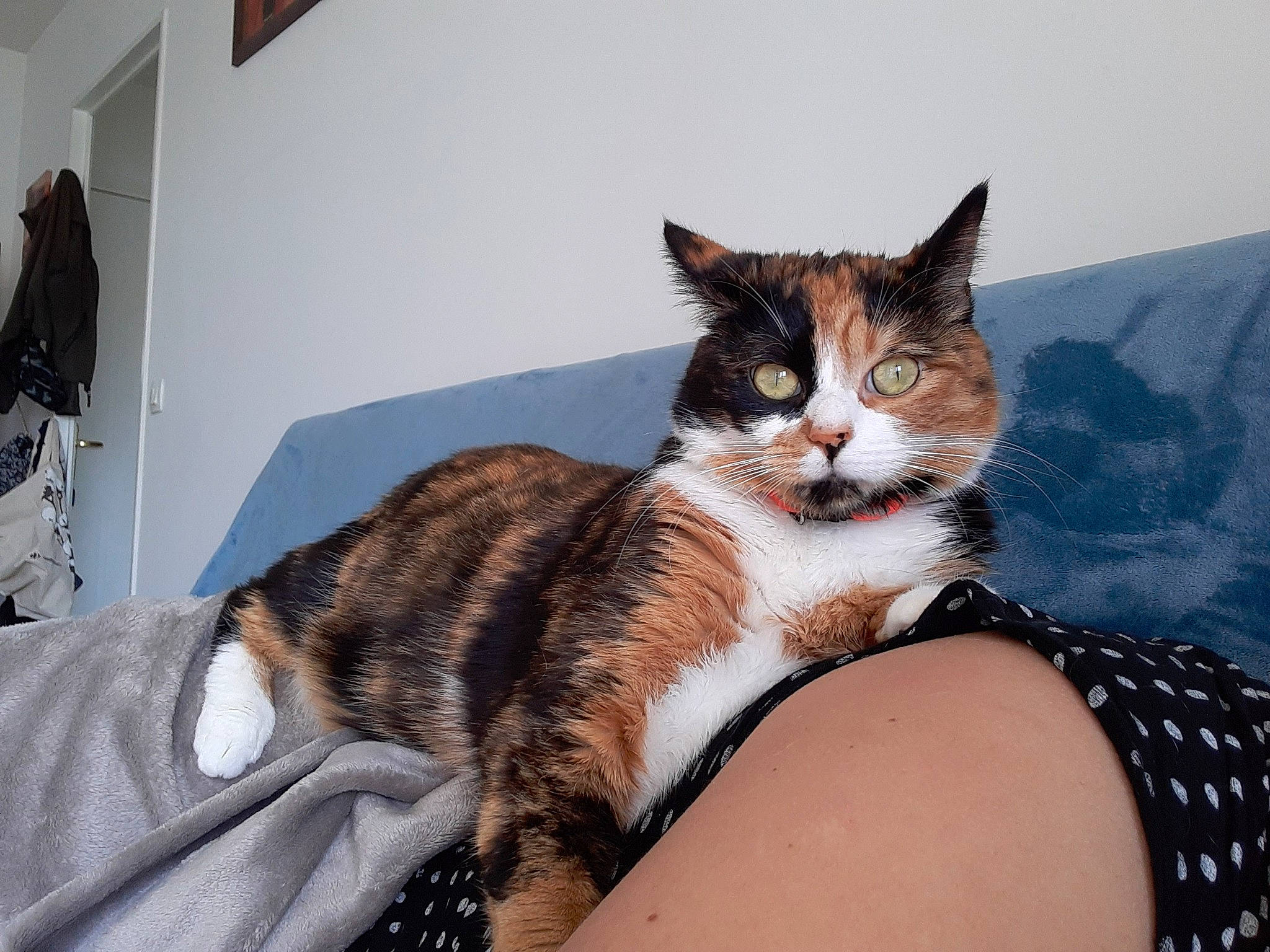 Croc participe au concours pour gagner de l'argent avec cette photo : aegean_cat, american_shorthair, american_wirehair, asian, carnivore, cat, domestic_short_haired_cat, dragon_li, european_shorthair, eye, felidae, fur, kitten, leg, mammal, sitting, small_to_medium_sized_cats, tabby_cat, whiskers