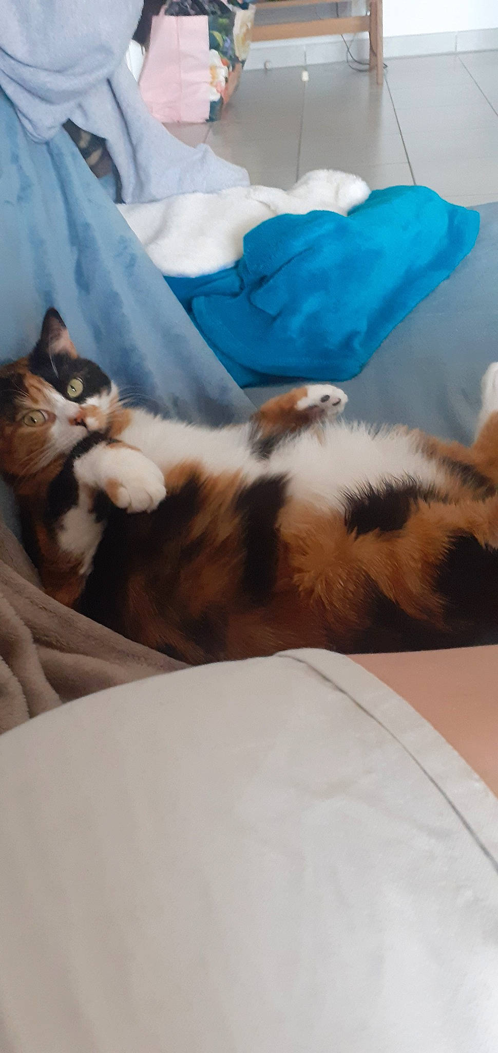 Croc participe au concours pour gagner de l'argent avec cette photo : canidae, carnivore, cat, dog_breed, fawn, felidae, fur, nap, sleep, small_to_medium_sized_cats, tail, whiskers