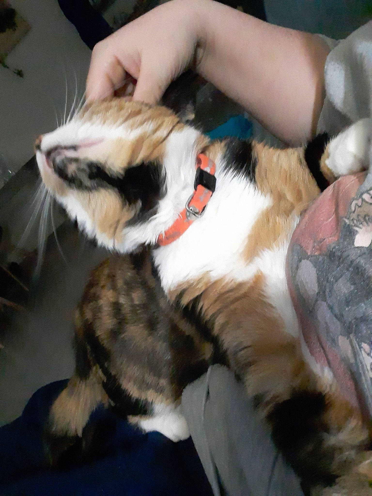 Croc participe au concours pour gagner de l'argent avec cette photo : carnivore, cat, claw, ear, fawn, felidae, fur, paw, small_to_medium_sized_cats, tail, whiskers