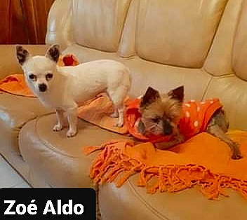 Zoé participe au concours pour gagner de l'argent avec cette photo : canidae, carnivore, comfort, companion_dog, couch, dog, dog_breed, dog_supply, fawn, felidae, linens, pet_supply, photo_caption, small_to_medium_sized_cats, sporting_group, terrestrial_animal, toy_dog, vertebrate, whiskers, working_animal