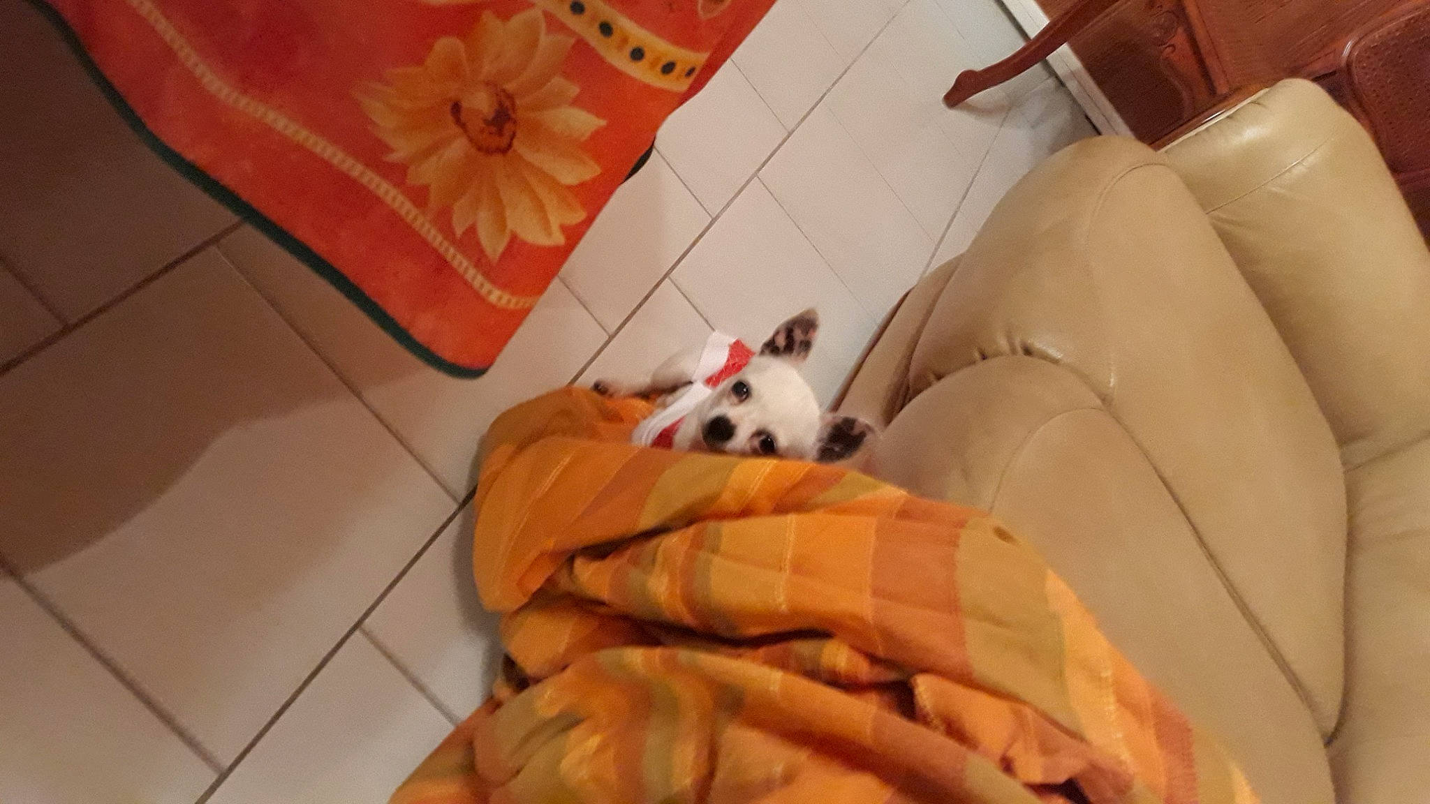 Zoé participe au concours pour gagner de l'argent avec cette photo : canidae, carnivore, comfort, companion_dog, couch, dog, dog_breed, dog_supply, fawn, felidae, floor, flooring, fur, hardwood, mammal, orange, room, sporting_group, wood, working_animal