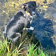 Astro is registered to the contest to win money with this photo: algae, animal, black_dog, brown_eyes, canine, curious, daylight, dog, fur, grass, looking_back, muddy, nature, outdoor, playful, pond, shallow_water, summer, water, wet