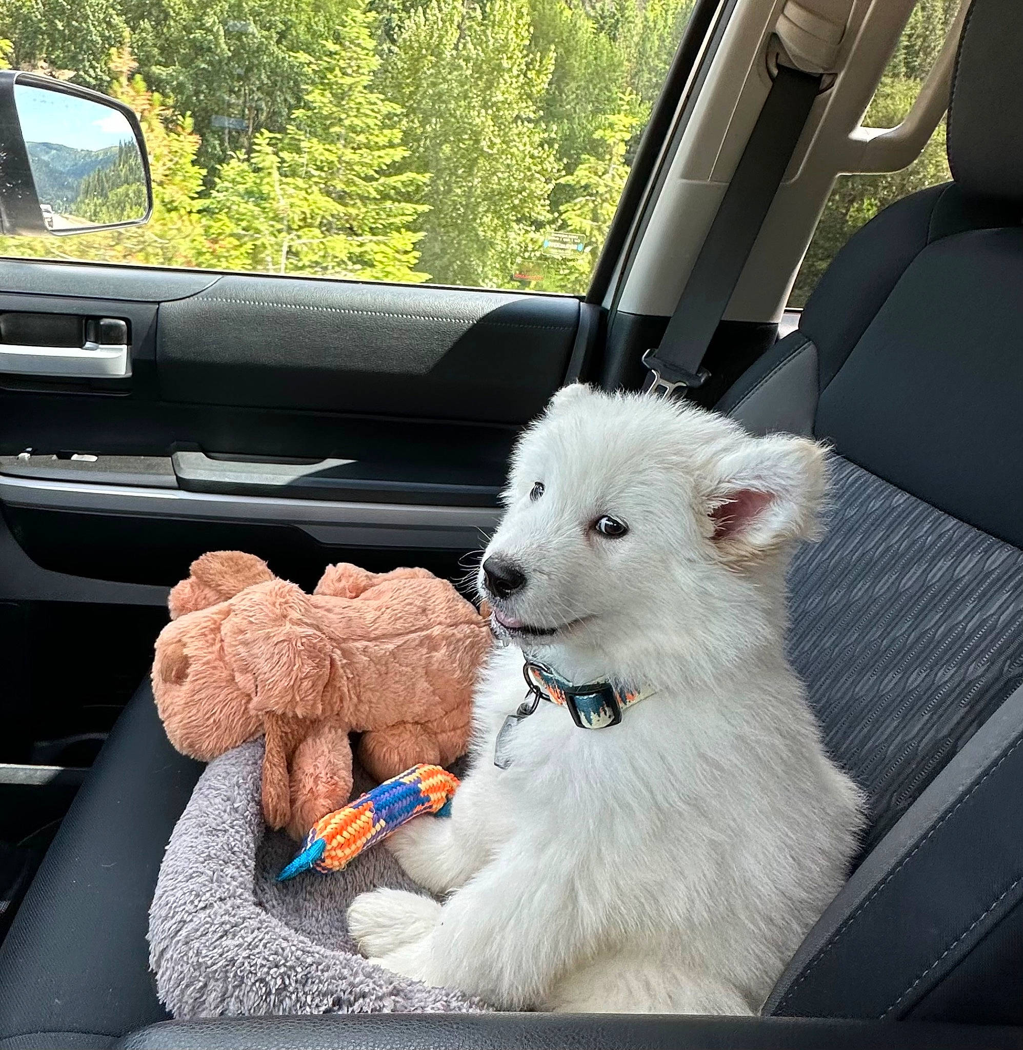 Dutch is registered to the contest to win money with this photo: auto_part, automotive_design, automotive_exterior, car, carnivore, companion_dog, dog, dog_breed, land_vehicle, mammal, motor_vehicle, snout, steering_wheel, stuffed_toy, toy, tree, vehicle, vehicle_door, vertebrate, window