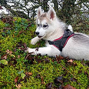 Anaya participe au concours pour gagner de l'argent avec cette photo : puppy, dog, husky, harness, moss, forest, greenery, leaves, twigs, outdoor, nature, young, animal, playful, fur, cute, pet, lying_down, daylight, curious