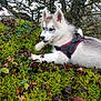 puppy, dog, husky, harness, moss, forest, greenery, leaves, twigs, outdoor, nature, young, animal, playful, fur, cute, pet, lying_down, daylight, curious